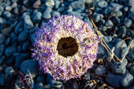 purple sea urchin on a bed of rocks in Iceland