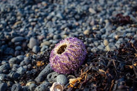 purple sea urchin on a bed of rocks in Icelandの写真素材