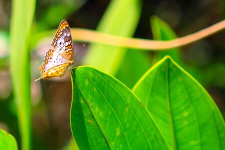 white peacock butterfly in the swamp grassの写真素材