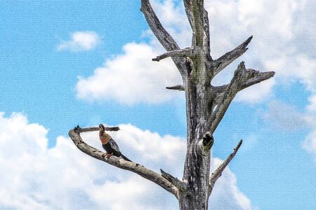 young female anhinga (Anhinga anhinga) in the swamp