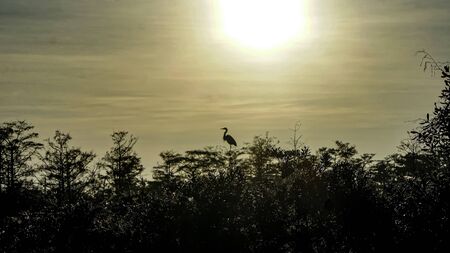 bird perched on a tree at sunsetの写真素材