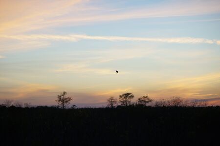 reflections of a sunset in the Florida swampsの写真素材