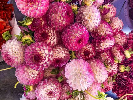 bouquet of pink zinnias (Zinnia elegans))の写真素材