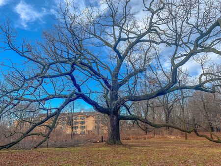 large oak tree with no leaves in winterの写真素材