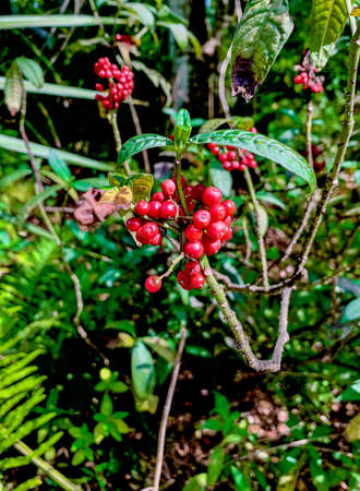 The native rouge plant (Phytolaccaceae) has red berries in the fern forest nature preserve.