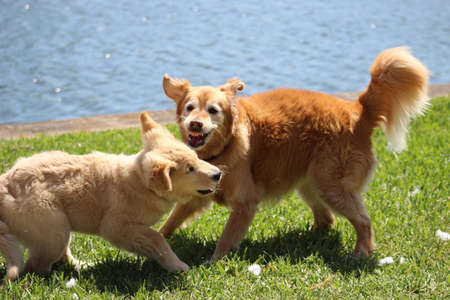 Puppy and mom wrestle in the grass of the back yard.