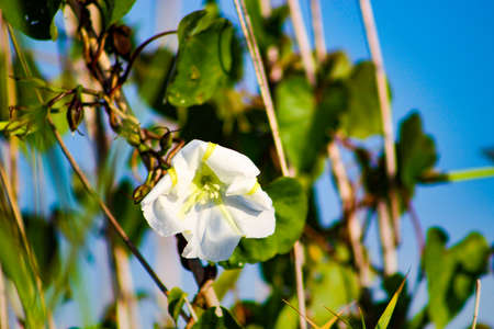 White morning glory with dew in Florida swamp.の写真素材