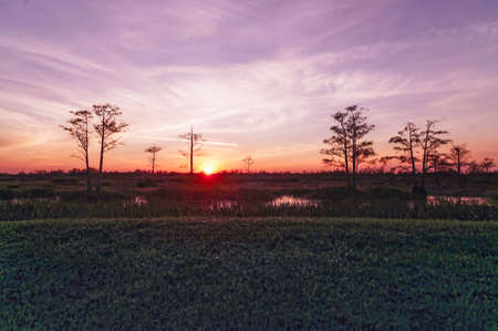landscape of a swamp sunset in the wetlandsの写真素材