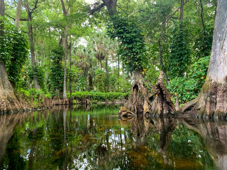 Loxahatchee River in Cypress Forest with hanging vines.の写真素材
