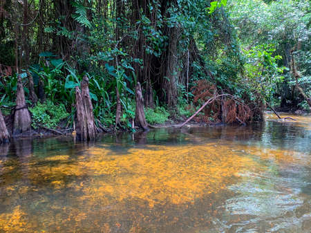 Loxahatchee River in Cypress Forest with hanging vines.