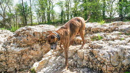 Dog plays and drinks water in Shoal Creek in Joplin, Missouri near Grand Falls.の写真素材