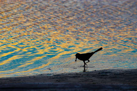 Silhouette of a bird at sunset in the Everglades and swamp.  The bird is foraging for food in the river.の写真素材