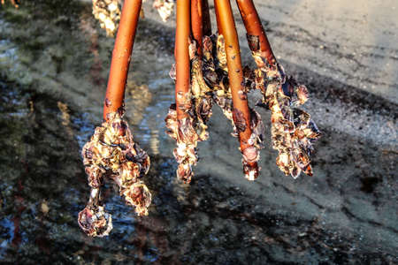 Mangrove trees in Hobe Sound National Wildlife Refugeの写真素材