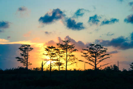 golden hour in the marsh of the wild wetlands