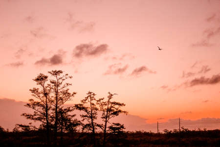 reflections of a sunset in the Florida swampsの写真素材