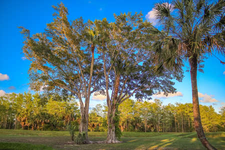 sunburst through a big tree on the golf course in Floridaの写真素材