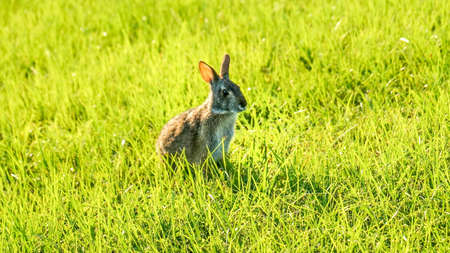 brown rabbit on driveway in Florida