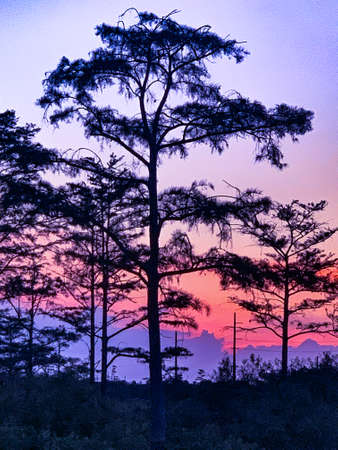 Colorful swamp sunset in Louisiana reflecting on American values.の写真素材