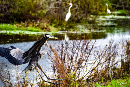 Big blue heron spreading wings and flying in the swamp.の写真素材