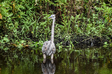 Juvenile heron wading in the wetlandsの写真素材