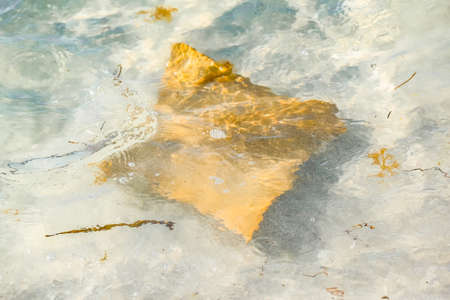 Fever of stingrays (cow nose rays) in Sanibel Island, Floridaの写真素材