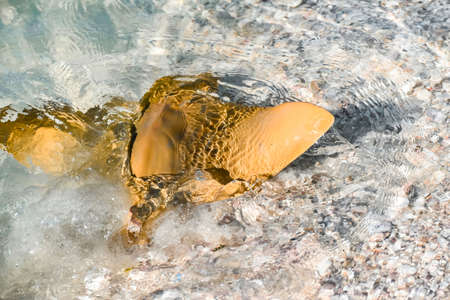 Fever of stingrays (cow nose rays) in Sanibel Island, Floridaの写真素材