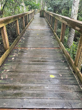 Cypress boardwalk in Loxahatchee National Wildlife Refuge, Floridaの写真素材