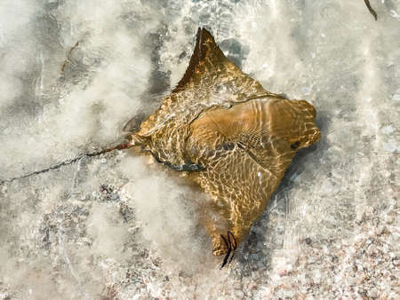 Fever of stingrays (cow nose rays) in Sanibel Island, Floridaの写真素材