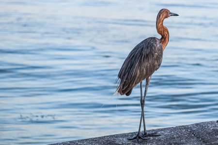Nonbreeding adult dark morph reddish egret aka Egretta rufescensの写真素材