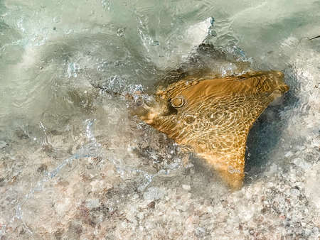 Fever of stingrays (cow nose rays) in Sanibel Island, Floridaの写真素材