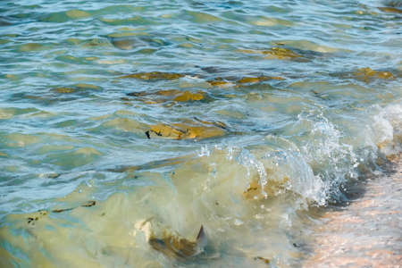 Fever of stingrays (cow nose rays) in Sanibel Island, Floridaの写真素材
