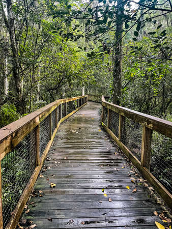 Cypress boardwalk in Loxahatchee National Wildlife Refuge, Floridaの写真素材