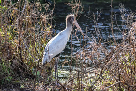 young stork in the marshの写真素材