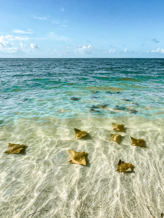 Fever of stingrays (cow nose rays) in Sanibel Island, Floridaの写真素材