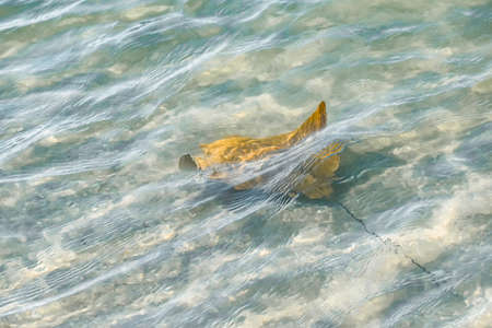 Fever of stingrays (cow nose rays) in Sanibel Island, Floridaの写真素材