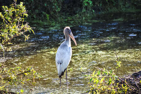 young stork in the marshの写真素材
