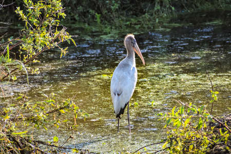 young stork in the marshの写真素材