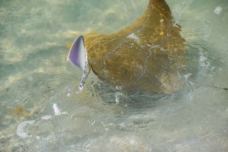 Fever of stingrays (cow nose rays) in Sanibel Island, Florida