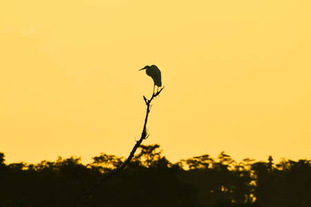 bird perched in cypress tree in swampの写真素材