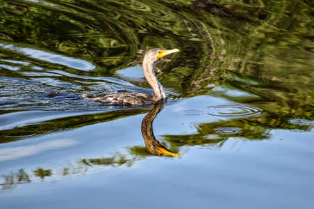 Silly bird splashing in the swampの写真素材