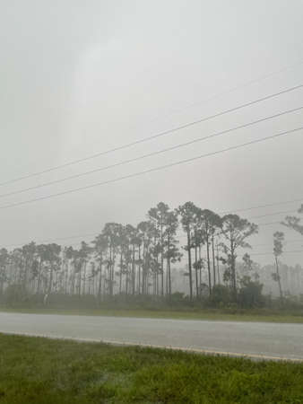Rainy Florida summer day in wetlandsの写真素材