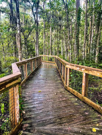 Cypress boardwalk in Loxahatchee National Wildlife Refuge, Floridaの写真素材
