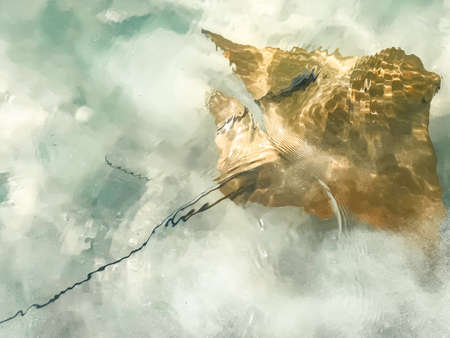 Fever of stingrays (cow nose rays) in Sanibel Island, Floridaの写真素材