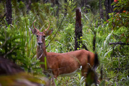 Juvenile buck deer in the Florida woodsの写真素材