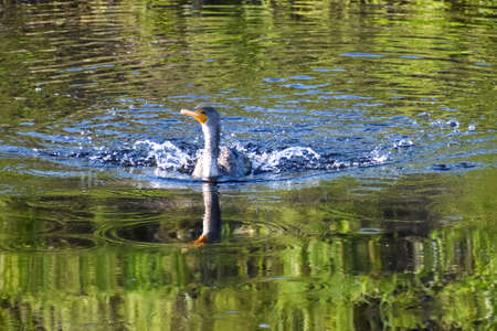 Silly bird splashing in the swampの写真素材