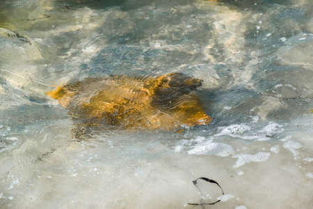Fever of stingrays (cow nose rays) in Sanibel Island, Floridaの写真素材