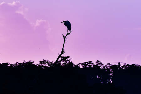 bird perched in cypress tree in swampの写真素材