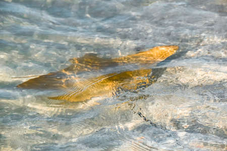 Fever of stingrays (cow nose rays) in Sanibel Island, Floridaの写真素材