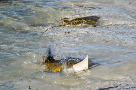 Fever of stingrays (cow nose rays) in Sanibel Island, Florida