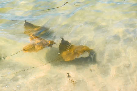 Fever of stingrays (cow nose rays) in Sanibel Island, Floridaの写真素材